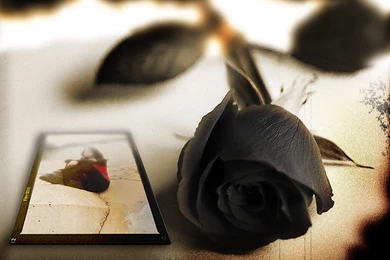 Black Rose Wallpapers