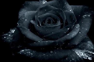 Dark Rose Wallpapers   Wallpapers Zone