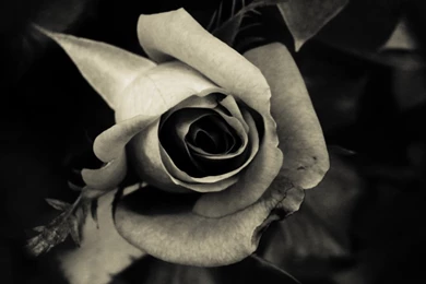 Black Rose (id: 72841) – BUZZERG