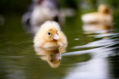Swimming, Duckling, Wallpaper, Pictures, For, Desktop, Backgrounds ...