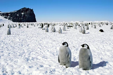 Penguins Happy Feet Emperor Antarctica Wallpapers