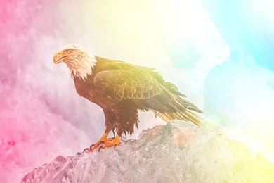 Colorful, Edited, Eagle, Animals, Wildlife, Bald Eagle Wallpapers ...
