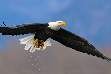 Bald Eagle Wallpapers