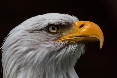 Bald Eagle Wallpapers   Android Apps On Google Play