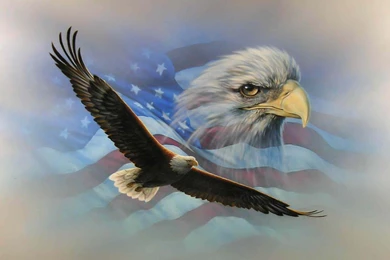 Bald Eagle Desktop Backgrounds