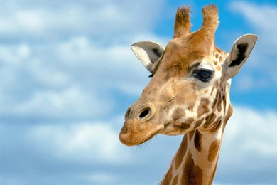 Giraffe Wallpapers Desktop Backgrounds – Wallpapers