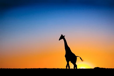 Giraffe Wallpapers Collection (38+)