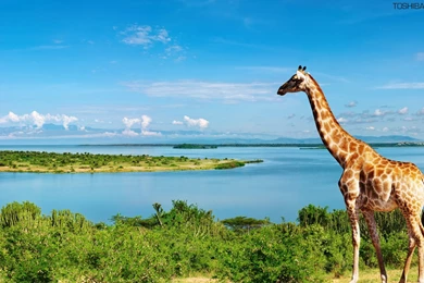 Giraffes Wallpapers   Wallpapers Zone