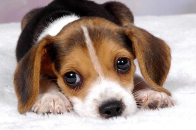 YouWall Hug Me Please Wallpapers Wallpaper,wallpapers,free ...