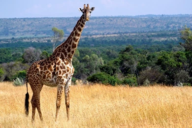 Download Giraffe Wallpapers