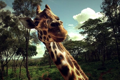Desktop Wallpapers Of The Giraffe On The African Plain 5 － Animal ...