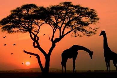 Giraffe In Africa 1920x1080 (1080p)   Wallpapers   HD Wallpapers