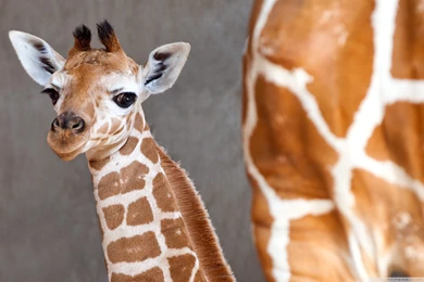 Baby Giraffe High Quality Resolution Wallpapers : Animal Wallpapers ...