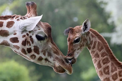 Mother Baby Giraffes Animals Giraffe Giraffes Desktop Backgrounds ...