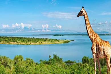 Giraffe Love Wallpapers   ImgMob