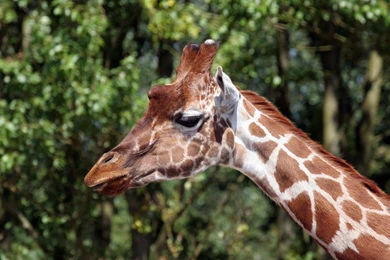 Giraffe Head Wallpapers » WallDevil   Best Free HD Desktop And ...