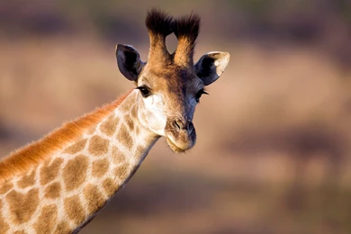 Young Giraffe Desktop Backgrounds HD 1920x1200