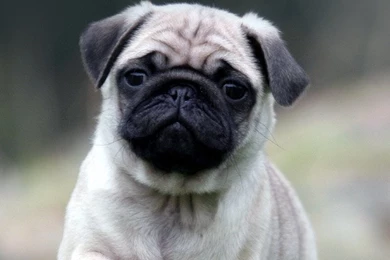 Cute Pug Running On Grass iPhone 4s Wallpapers Download