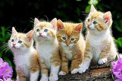 3D Cat Wallpapers Hd Desktop