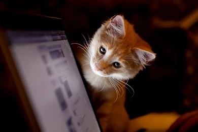 Wallpaper: Cat, Curiosity, Computer, Pet, Animal Wallpapers