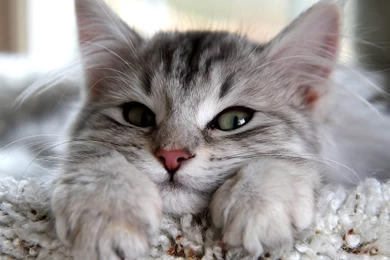 Norwegian Forest Cat Kitten HQ Desktop Wallpapers