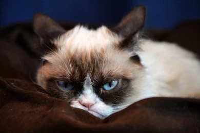 Grumpy Cat HD Desktop Wallpapers