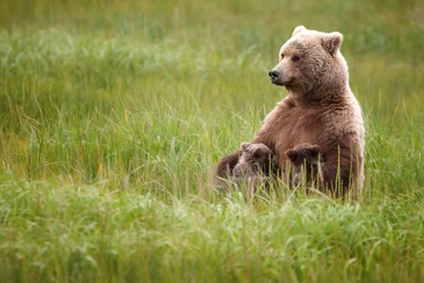Bear Cubs Grass Baby Wallpapers