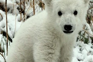 Teddy Bear iPhone Wallpapers, iPhone 5(s)/4(s)/3G Wallpapers