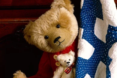 Teddy Bear Lonely Windows 8 Theme And Wallpapers