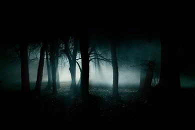Nature Forest At Night Fog Simple Lights Terrible Place Hd ...