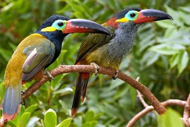 Toucans