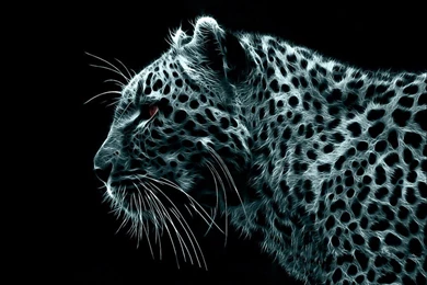 Cats Lightning Leopard Ear Spot Cat White Eye Different Animal ...