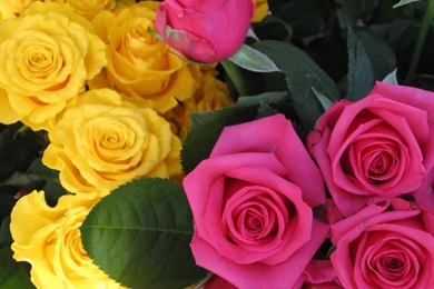 Download Wallpapers 3840x2160 Roses, Flowers, Buds, Pink, Yellow 4K ...