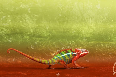 Full HD Wallpapers + Animals, By Fabian Warnke, Chameleons ...