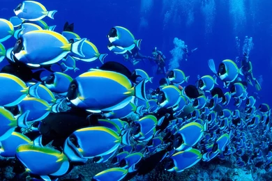 Animal Wallpapers Tropical Fish Win7 Wallpapers 6 Tropical Fish ...