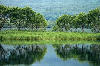 Hd River And Forest Reflection Desktop Backgrounds Widescreen And ...