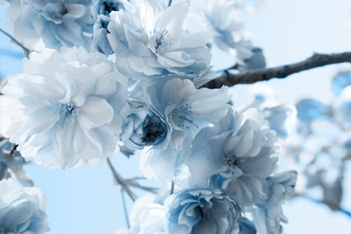 Winter Flower Backgrounds Wallpapers