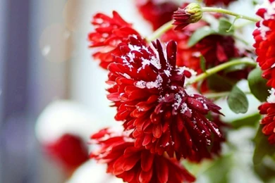 Winter Flower Wallpapers