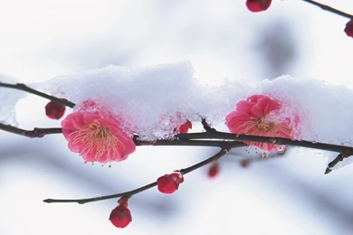 Download Wallpapers 1920x1200 Flower, Plant, Pink, Snow, Winter ...