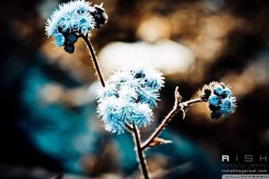 Winter Flowers HD Desktop Wallpapers : High Definition : Fullscreen ...