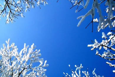 Beautiful Winter Flower Backgrounds   HD Wallpapers