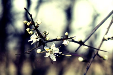 Winter Flower Photo   HD Wallpapers