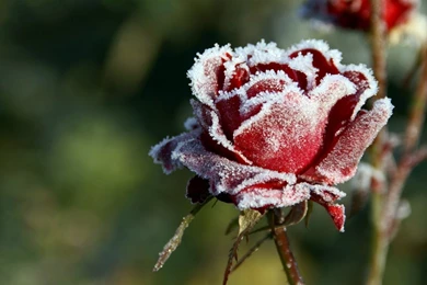 Winter Flower