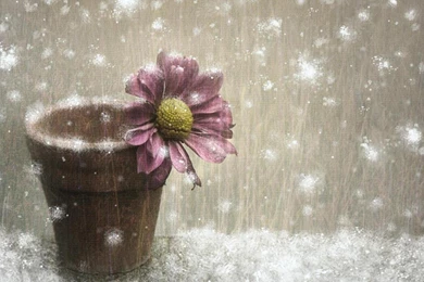 Winter Flower Wallpapers   (