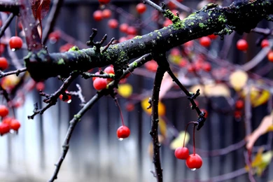 Branches Blooming Flowers 4 － Flower Wallpapers   Free Download ...