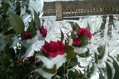 RePin Image: Winter Flower On Pinterest