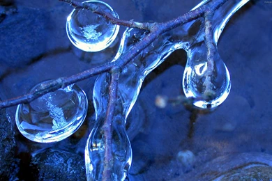 Flowers, Brunch, Winter, Wallpapers, Tagged (