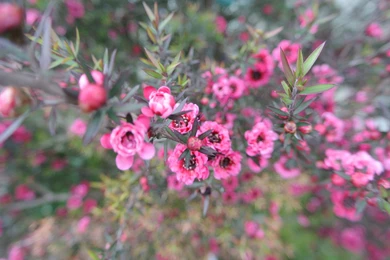 Free Bokeh Mac Wallpapers, iMac Wallpapers, Retina MacBook Pro ...