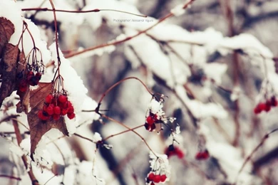 Nature Flowers Photography Seasons Fields Summer Italy Red Flowers ...