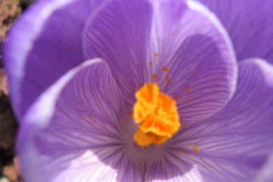 Winter Flower >> HD Wallpaper, Get It Now!